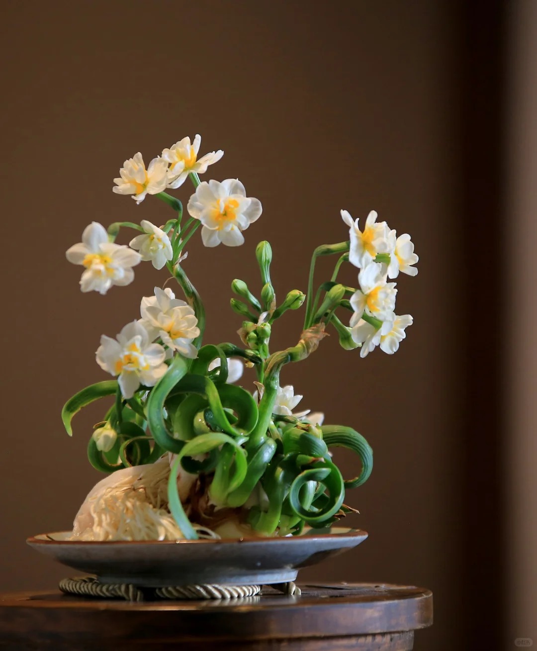 Tết này nhất định phải dưỡng một bát thủy tiên "băng cơ ngọc cốt", vừa sang nhà vừa hút tài lộc đầu năm- Ảnh 42.