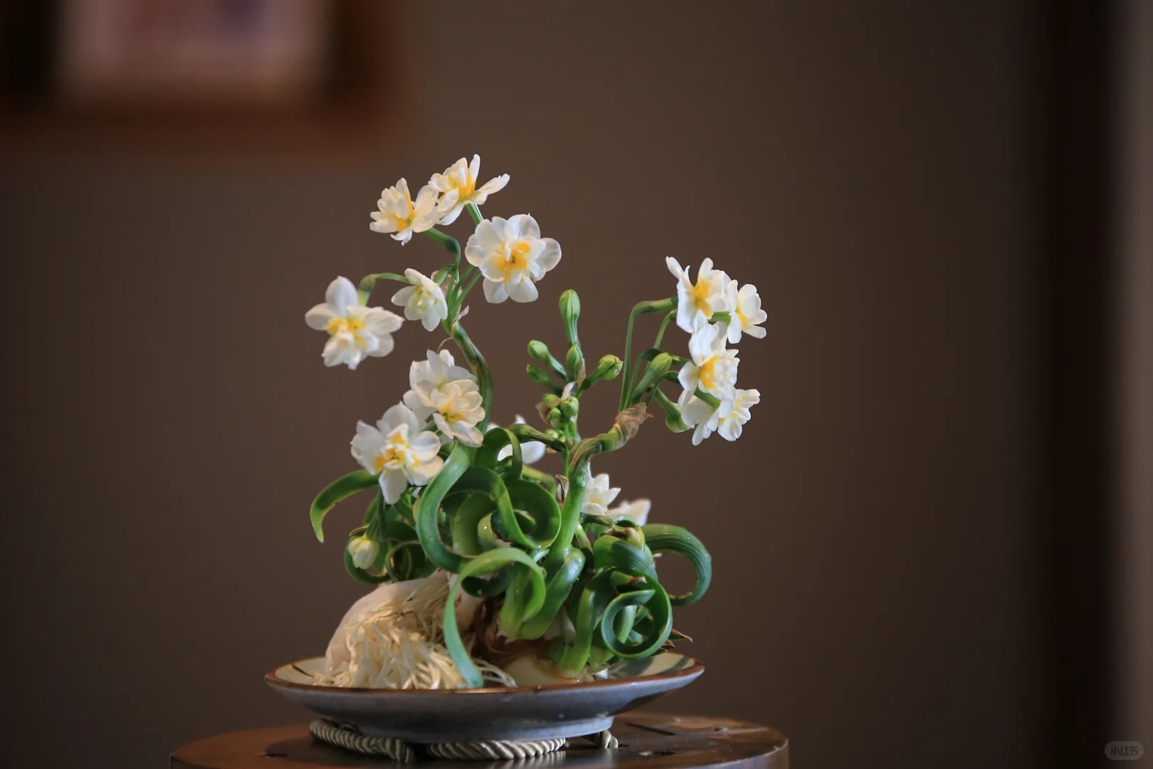 Tết này nhất định phải dưỡng một bát thủy tiên "băng cơ ngọc cốt", vừa sang nhà vừa hút tài lộc đầu năm- Ảnh 43.