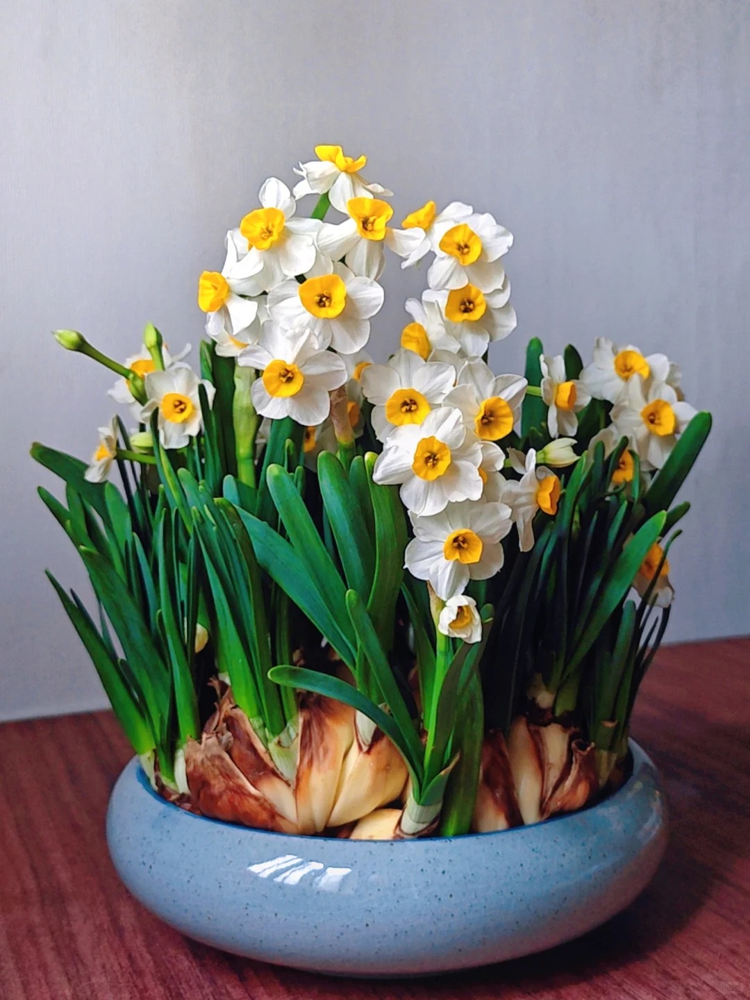 Tết này nhất định phải dưỡng một bát thủy tiên "băng cơ ngọc cốt", vừa sang nhà vừa hút tài lộc đầu năm- Ảnh 18.