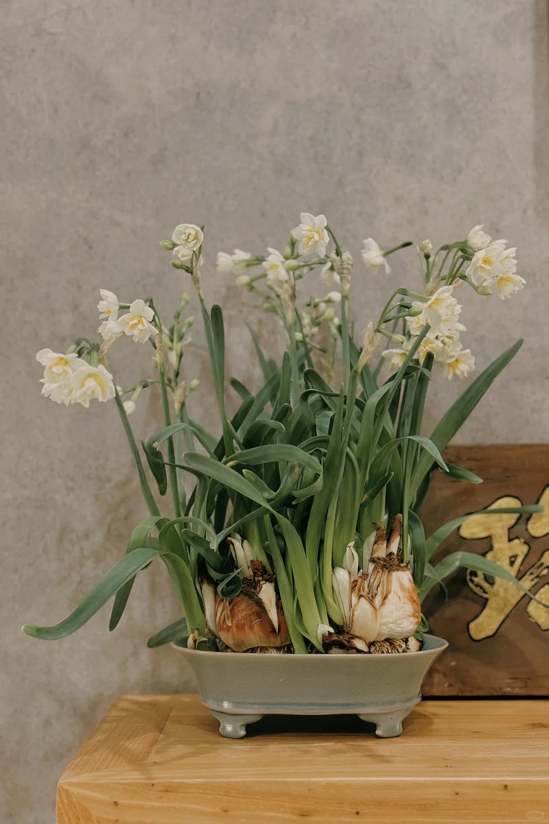 Tết này nhất định phải dưỡng một bát thủy tiên "băng cơ ngọc cốt", vừa sang nhà vừa hút tài lộc đầu năm- Ảnh 13.