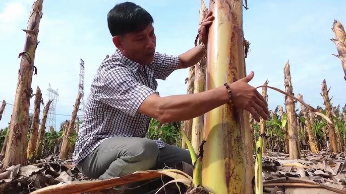 Ít ai ngờ thân cây bị vứt bỏ sau thu hoạch lại kiếm hơn nửa tỷ/tháng cho nông dân Đồng Nai- Ảnh 1. Ít ai ngờ thân cây bị vứt bỏ sau thu hoạch lại kiếm hơn nửa tỷ/tháng cho nông dân Đồng Nai- Ảnh 1.