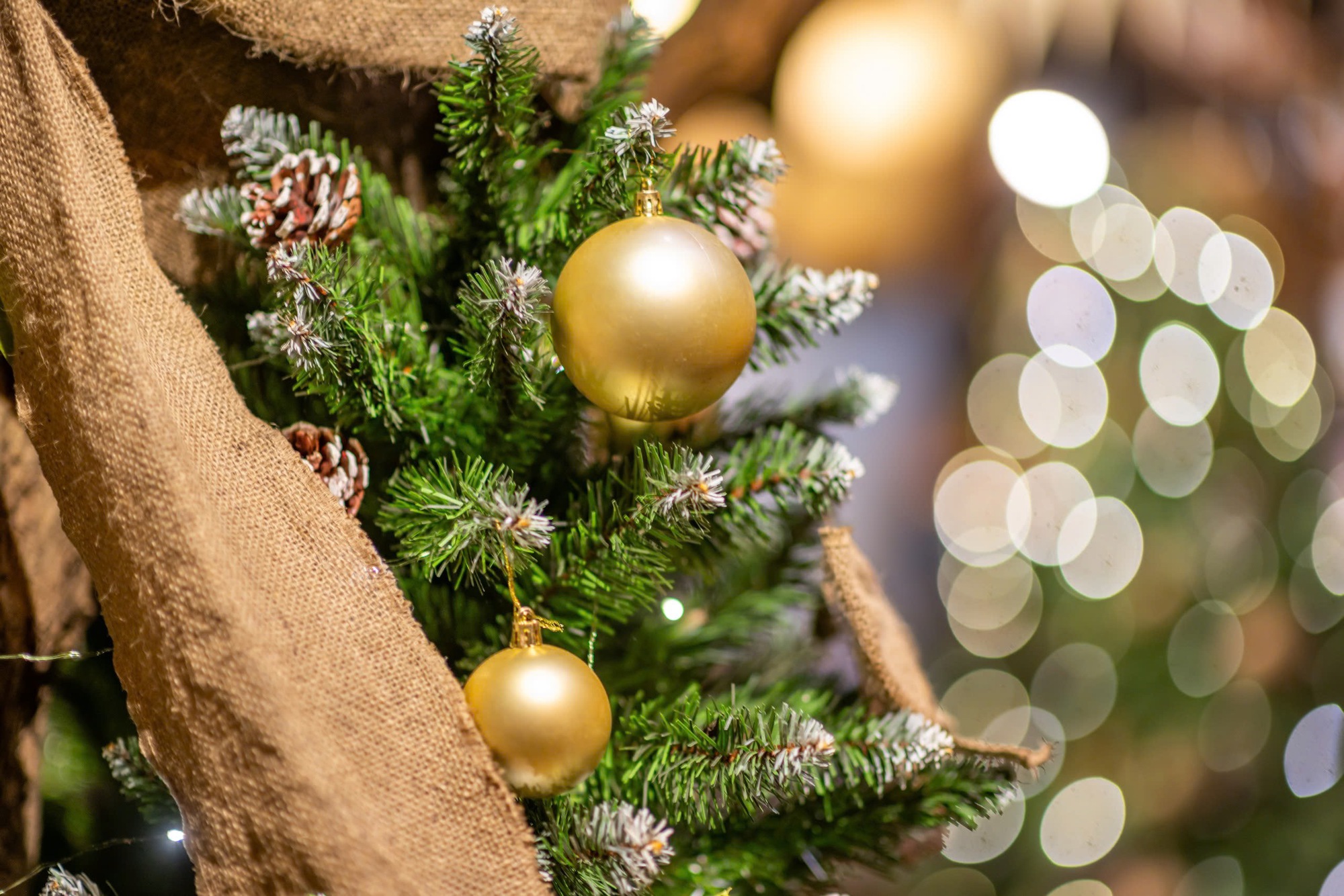 Thắp sáng mùa Giáng sinh trên thành phố mang tên Bác- Ảnh 9.