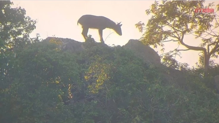 Kiểm lâm bất ngờ phát hiện loài vật cổ xưa trên sườn núi, người dân không khỏi xôn xao- Ảnh 4. Kiểm lâm bất ngờ phát hiện loài vật cổ xưa trên sườn núi, người dân không khỏi xôn xao- Ảnh 4.