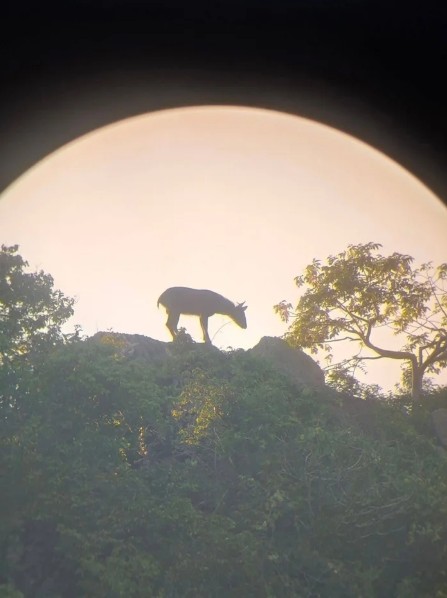 Kiểm lâm bất ngờ phát hiện loài vật cổ xưa trên sườn núi, người dân không khỏi xôn xao- Ảnh 1. Kiểm lâm bất ngờ phát hiện loài vật cổ xưa trên sườn núi, người dân không khỏi xôn xao- Ảnh 1.