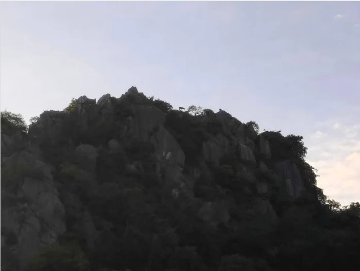 Kiểm lâm bất ngờ phát hiện loài vật cổ xưa trên sườn núi, người dân không khỏi xôn xao- Ảnh 3. Kiểm lâm bất ngờ phát hiện loài vật cổ xưa trên sườn núi, người dân không khỏi xôn xao- Ảnh 3.