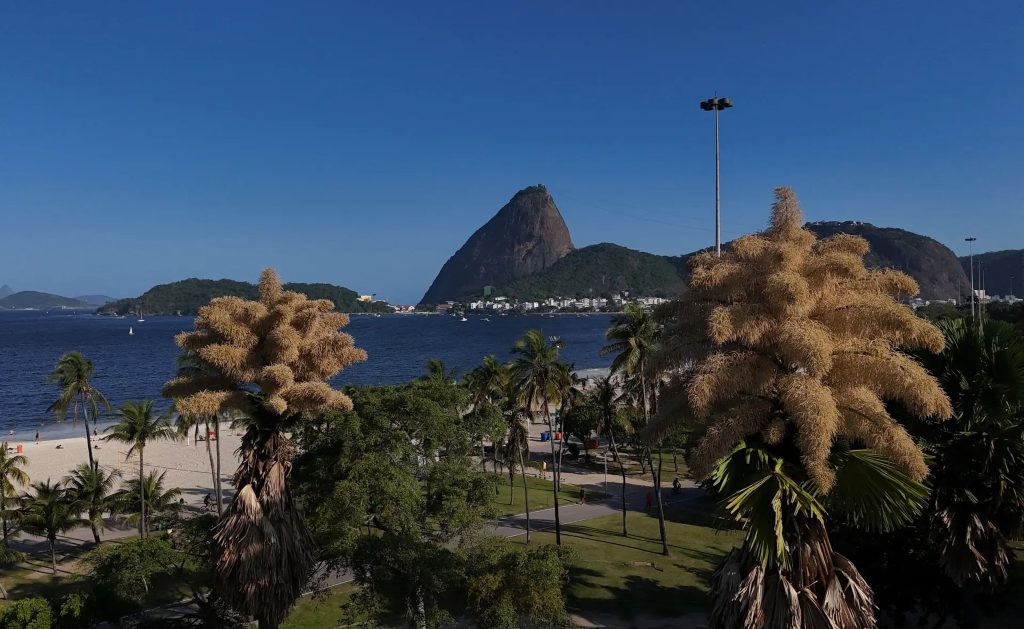 Loài cây hiếm bậc nhất hành tinh nở ra 25 triệu bông hoa 1 lần duy nhất sau 70 năm, cả thế giới ngước nhìn choáng ngợp- Ảnh 4.