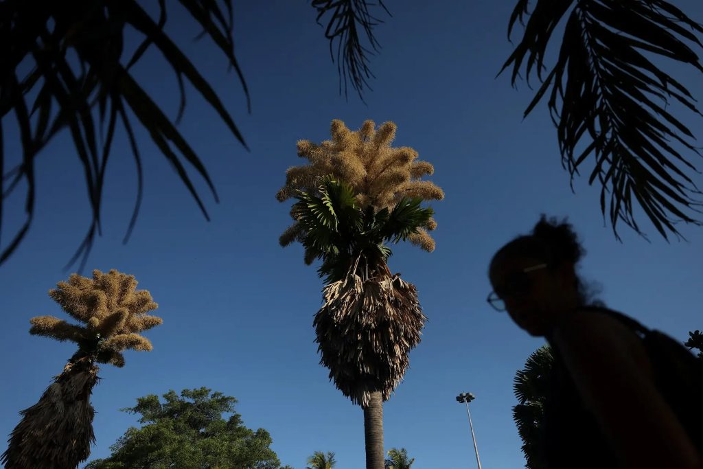 Loài cây hiếm bậc nhất hành tinh nở ra 25 triệu bông hoa 1 lần duy nhất sau 70 năm, cả thế giới ngước nhìn choáng ngợp- Ảnh 2.