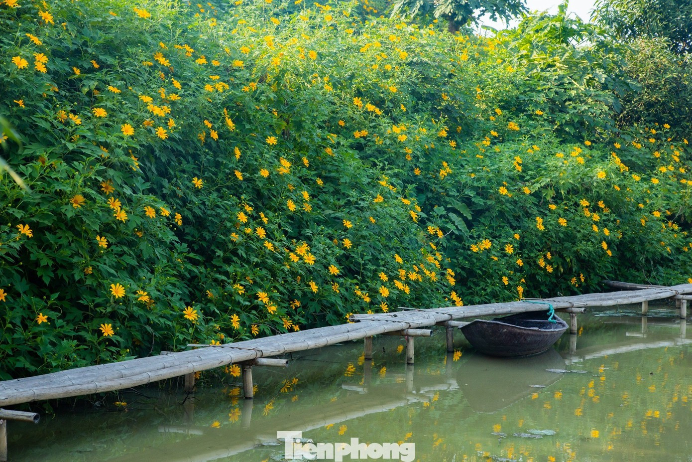 Hoa dã quỳ rực rỡ như Tây Nguyên giữa lòng Hà Nội- Ảnh 1.