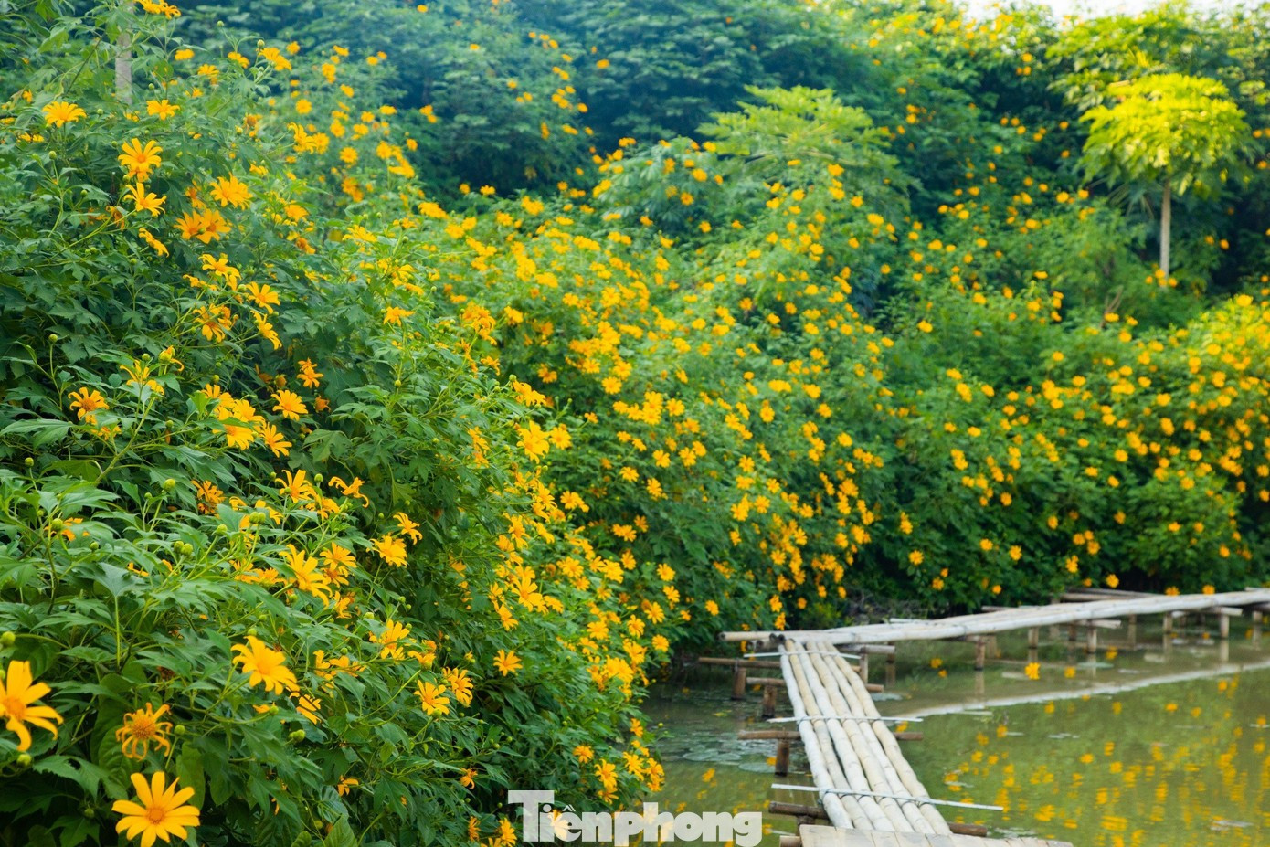 Hoa dã quỳ rực rỡ như Tây Nguyên giữa lòng Hà Nội- Ảnh 2.