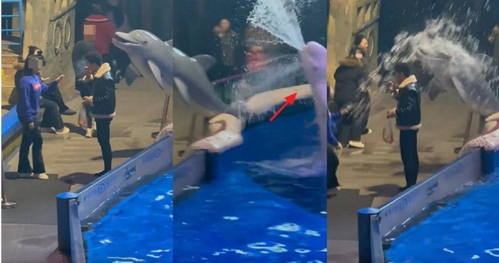 Ngang ngược hút thuốc lá ở thủy cung, người đàn ông bị cá voi cho một bài học- Ảnh 1.