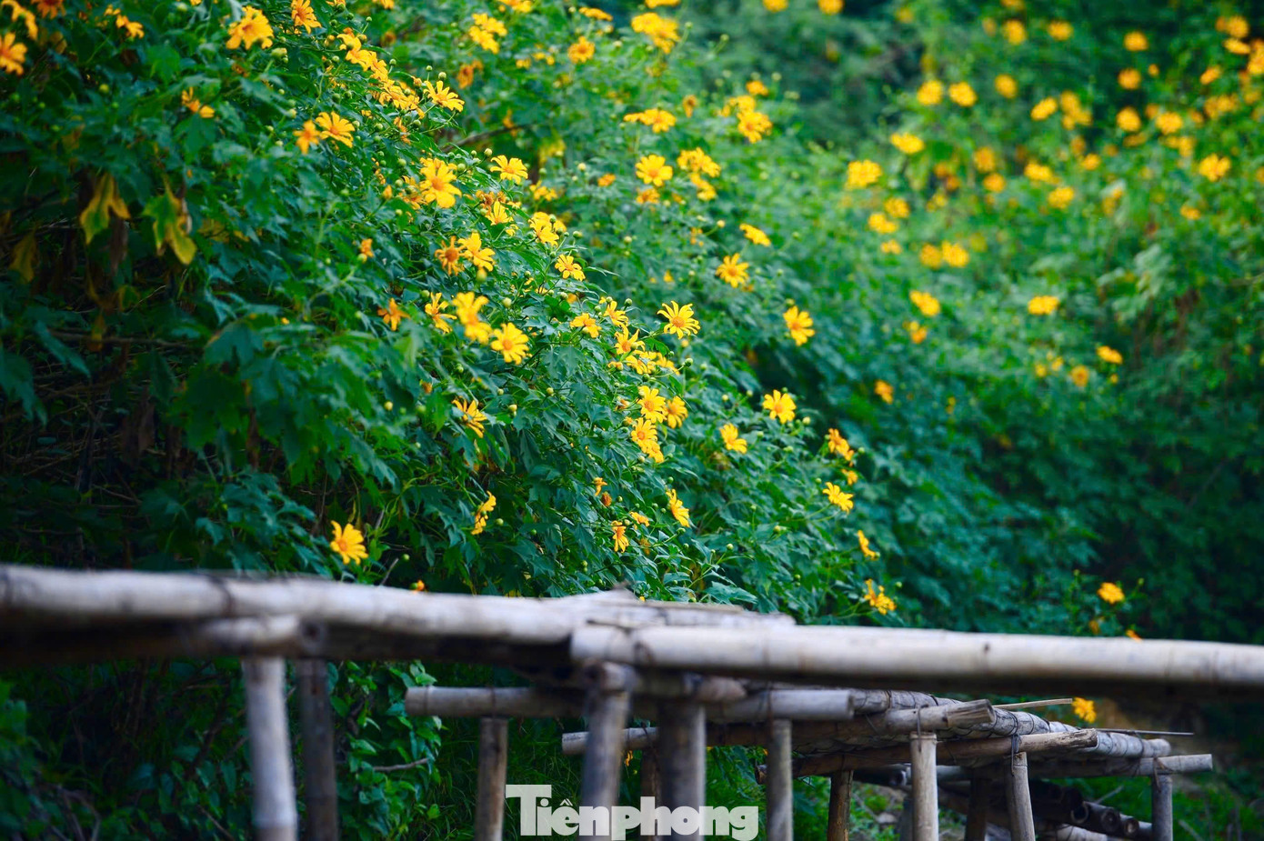 Hoa dã quỳ rực rỡ như Tây Nguyên giữa lòng Hà Nội- Ảnh 4.