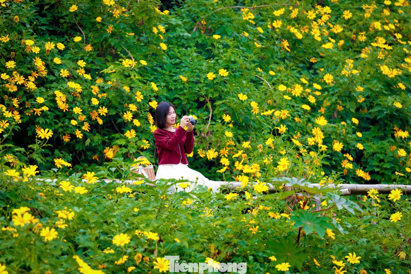 Hoa dã quỳ rực rỡ như Tây Nguyên giữa lòng Hà Nội- Ảnh 10.