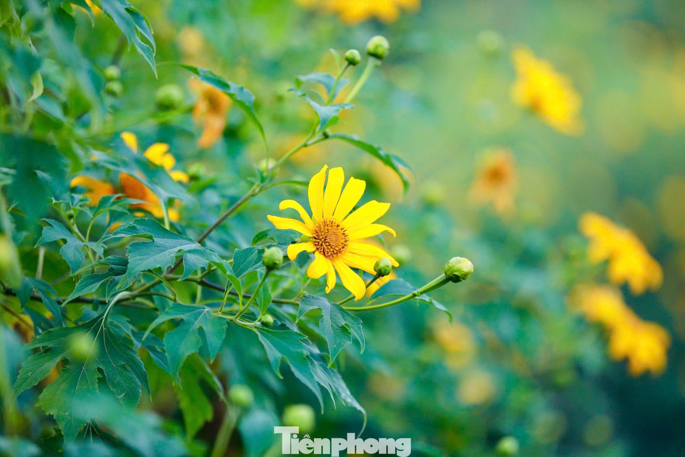 Hoa dã quỳ rực rỡ như Tây Nguyên giữa lòng Hà Nội- Ảnh 6.