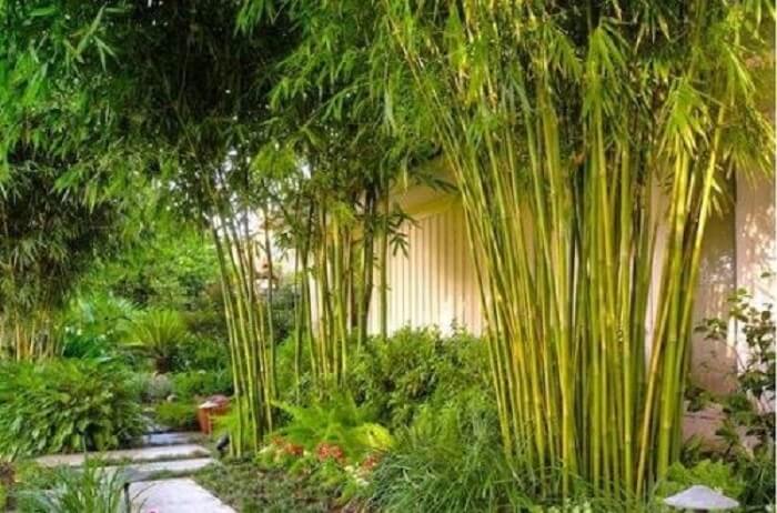 6 loại cây không nên trồng cạnh nhà vì rất nguy hiểm, có loại khiến gia chủ mất nhà như chơi- Ảnh 2. 6 loại cây không nên trồng cạnh nhà vì rất nguy hiểm, có loại khiến gia chủ mất nhà như chơi- Ảnh 2.