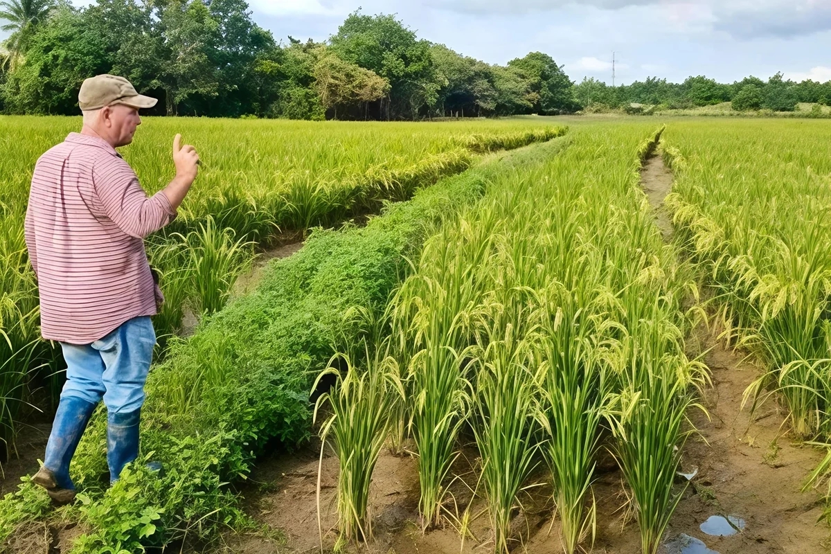 Giống lúa Việt Nam "gây sốt" khi được Cuba trồng đại trà: Nông dân thu hoạch xong phải… ngỡ ngàng- Ảnh 1. Giống lúa Việt Nam "gây sốt" khi được Cuba trồng đại trà: Nông dân thu hoạch xong phải… ngỡ ngàng- Ảnh 1.