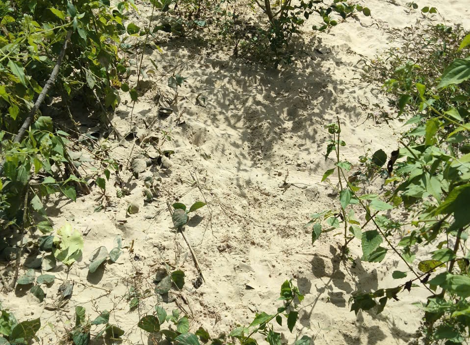 CLIP: Thời khắc bé sơ sinh nghi bị "chôn sống" được cứu- Ảnh 1. CLIP: Thời khắc bé sơ sinh nghi bị "chôn sống" được cứu- Ảnh 1.