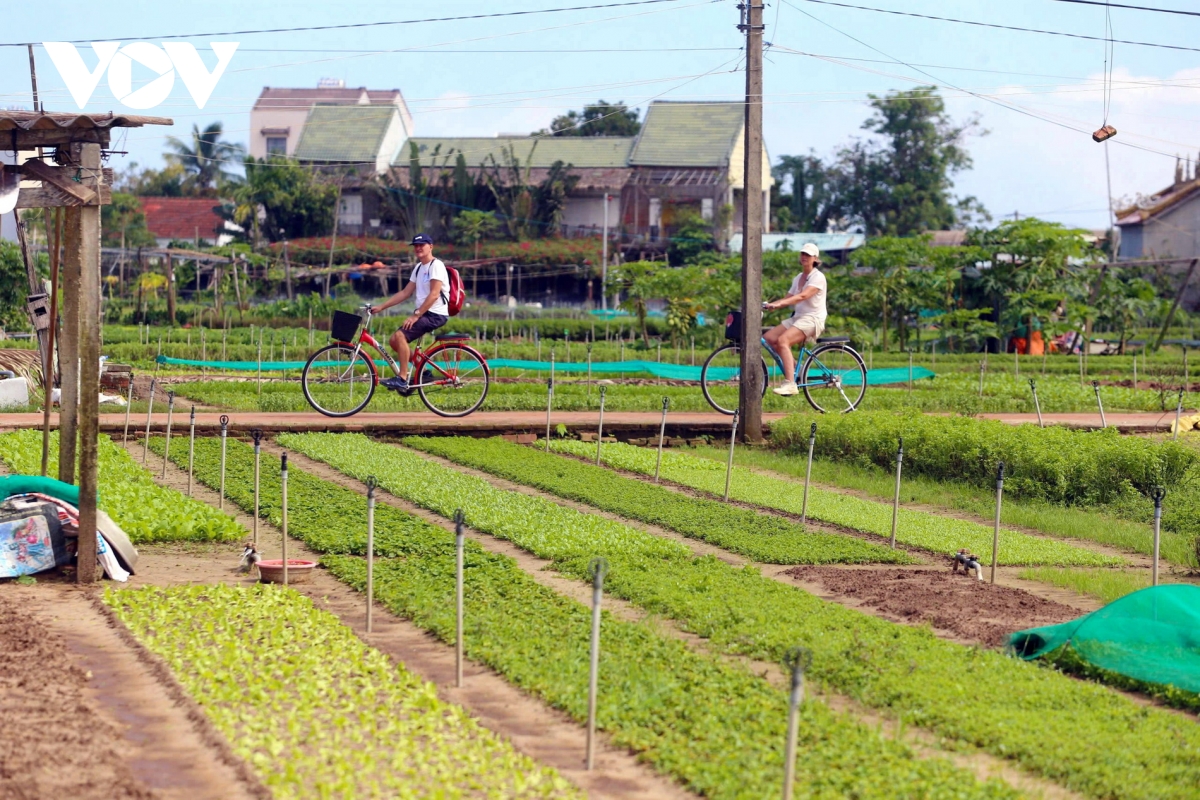 Làng rau Trà Quế xứng danh "Làng Du lịch tốt nhất"- Ảnh 6.