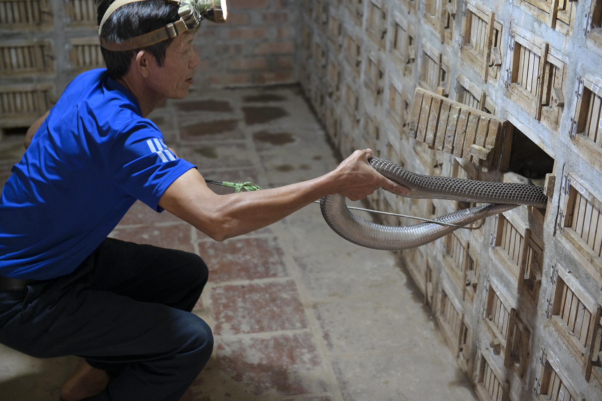 Tận mắt chứng kiến nơi "thuần hóa" rắn thành tài sản bạc tỷ ở một tỉnh của Việt Nam: Những hiểm nguy rình rập- Ảnh 3.