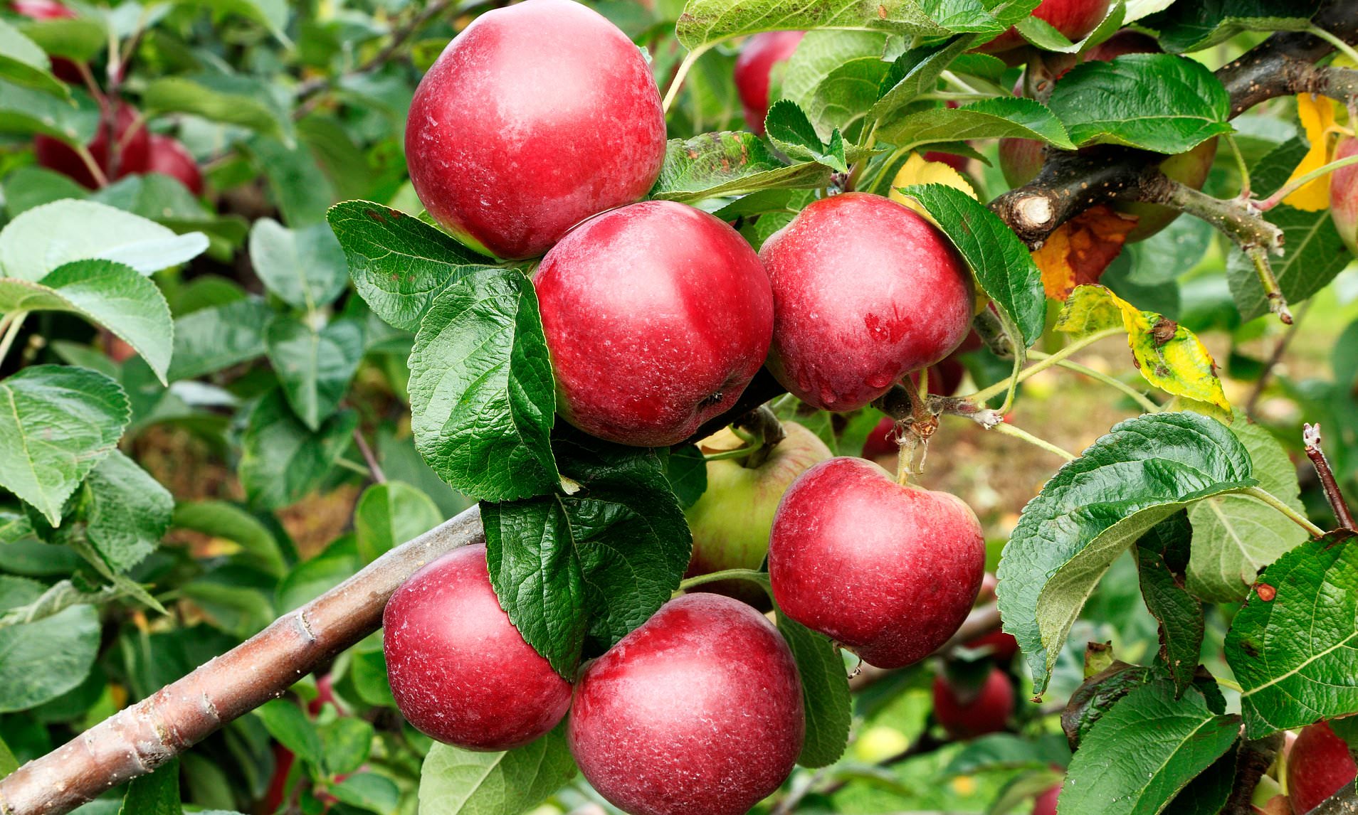 2 loại củ quả chứa đầy hạt vi nhựa nhưng được nhiều người Việt dùng mỗi ngày vì giàu dinh dưỡng