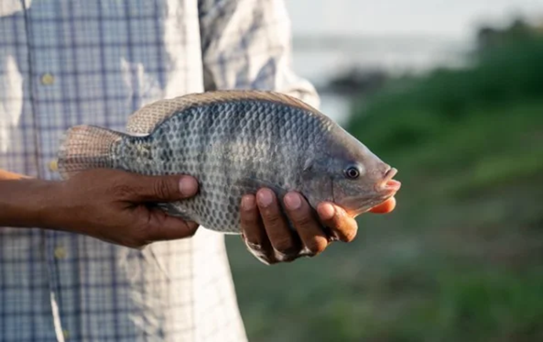 Nuôi loài vật chỉ ăn "nhì nhằng", anh nông dân nhẹ nhàng kiếm 9 tỷ đồng- Ảnh 2.