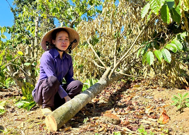 Người phụ nữ khóc nghẹn vì bị kẻ gian chặt phá cả trăm cây hồ tiêu, cà phê- Ảnh 1.