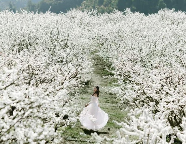 Gần 1 triệu người chụp ảnh hoa mận 'tặng' Mộc Ch&acirc;u 1.200 tỷ- Ảnh 1.