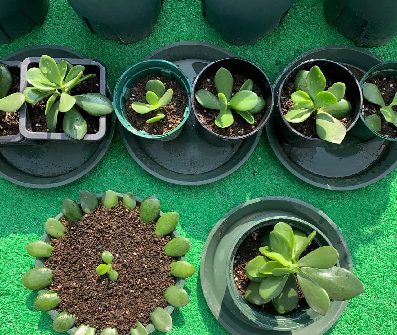 Chơi hoa hết 3 ngày Tết: Thực hiện ngay việc này để cây tiếp tục 