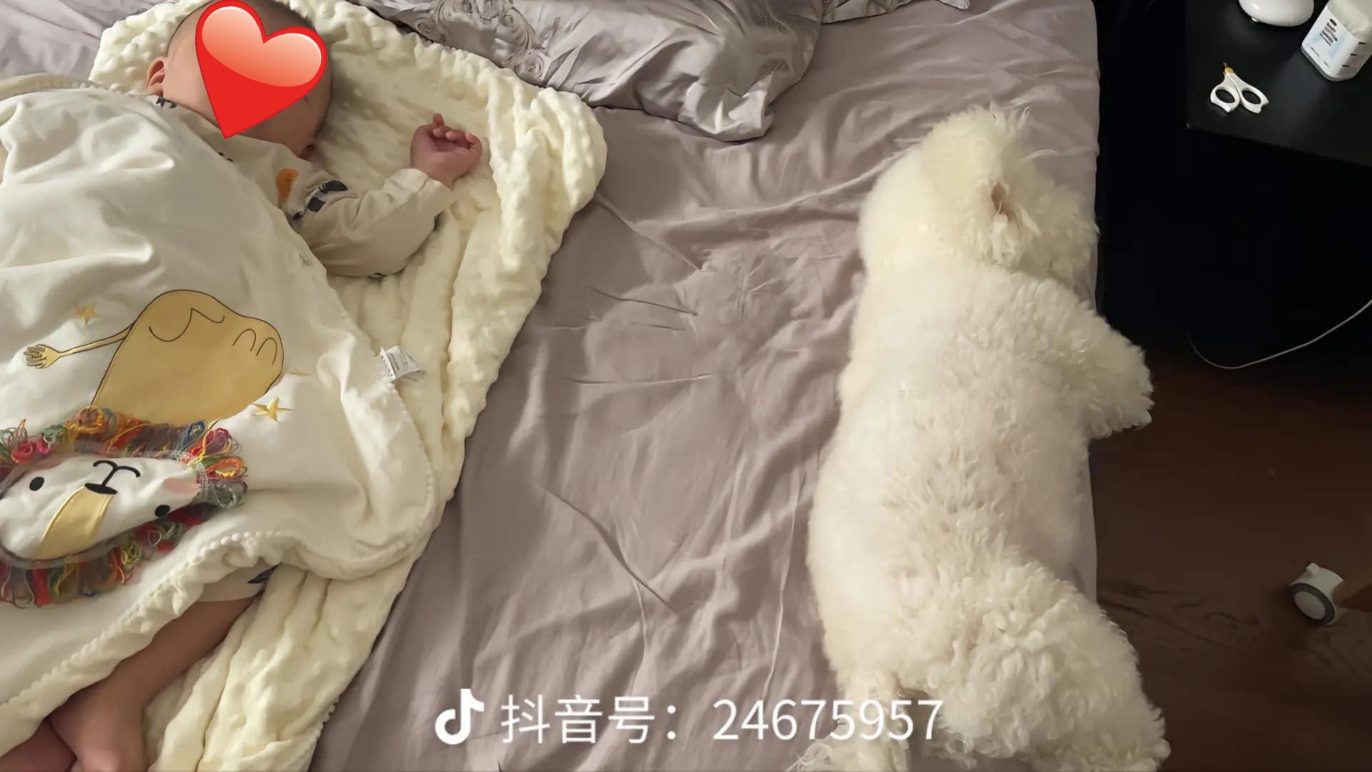 Chú cún quá yêu em bé nhưng bị cấm lại …