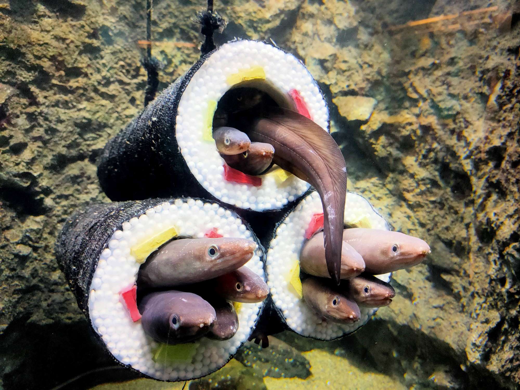 Bức ảnh m&oacute;n sushi khiến nhiều người "r&ugrave;ng m&igrave;nh" sợ h&atilde;i nhưng kh&ocirc;ng ngờ lại l&agrave; 1 "cơn sốt"- Ảnh 1.