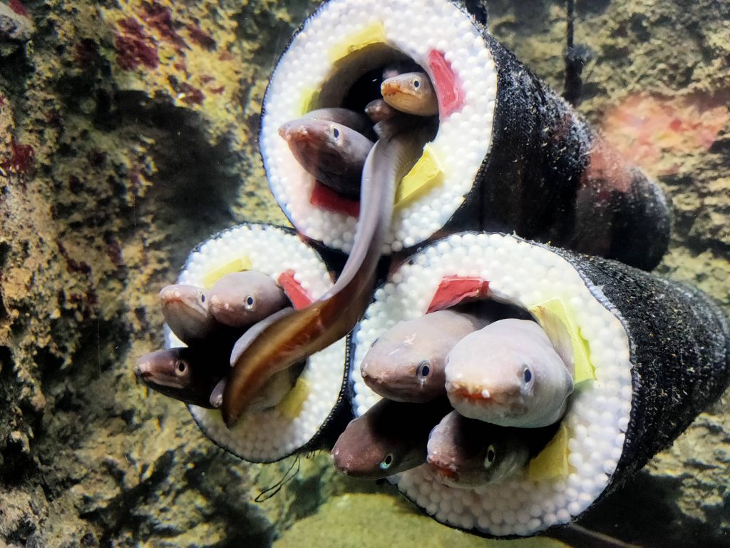 Bức ảnh m&oacute;n sushi khiến nhiều người "r&ugrave;ng m&igrave;nh" sợ h&atilde;i nhưng kh&ocirc;ng ngờ lại l&agrave; 1 "cơn sốt"- Ảnh 3.