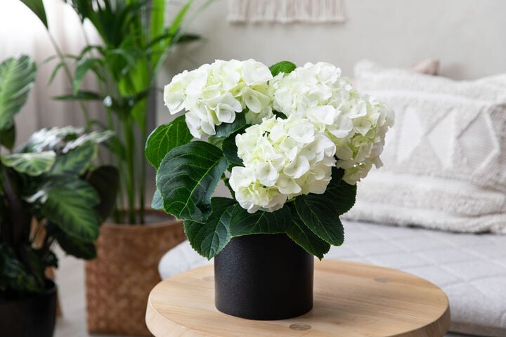 Loại hoa được v&iacute; l&agrave; biểu tượng t&igrave;nh y&ecirc;u, thường được cắm trong nh&agrave; nhưng cực độc- Ảnh 3.