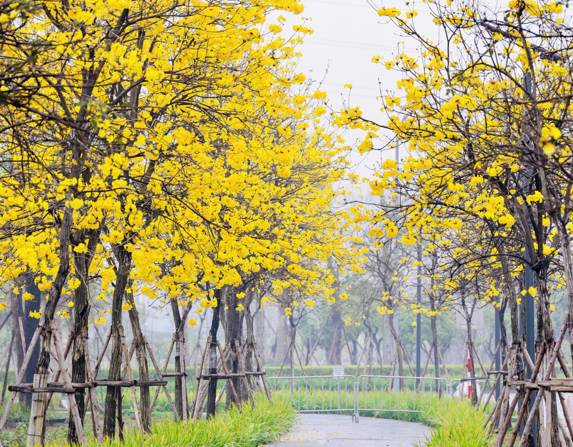 Hoa phong linh nở vàng rực rỡ, khoe sắc trong tiết trời mùa xuân- Ảnh 3.