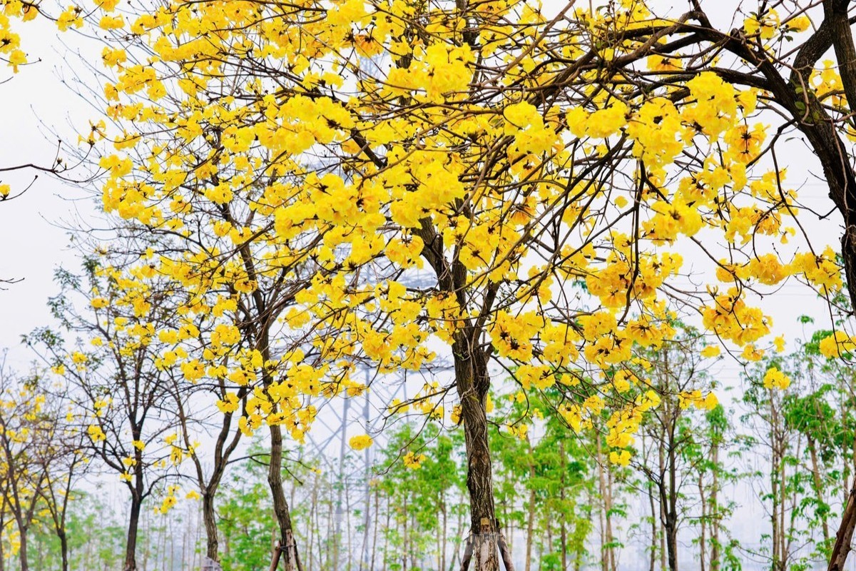 Hoa phong linh nở vàng rực rỡ, khoe sắc trong tiết trời mùa xuân- Ảnh 8.