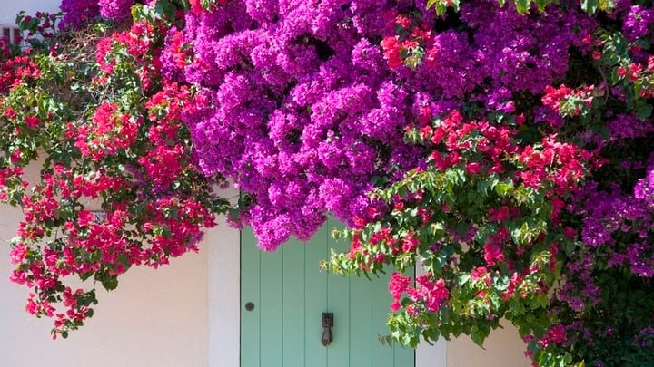 Cây hoa giấy có quả không?