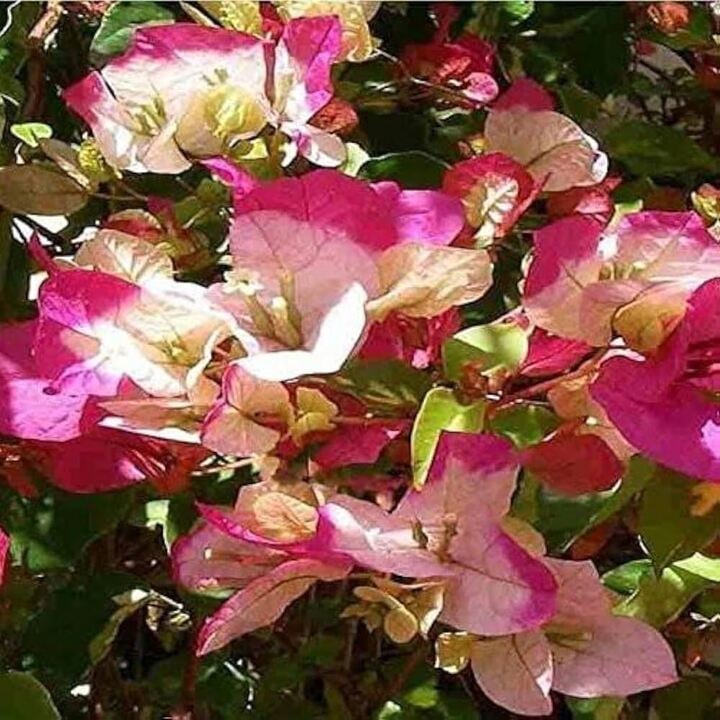 C&acirc;y hoa giấy c&oacute; quả kh&ocirc;ng?- Ảnh 2.