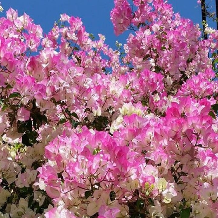 C&acirc;y hoa giấy c&oacute; quả kh&ocirc;ng?- Ảnh 4.