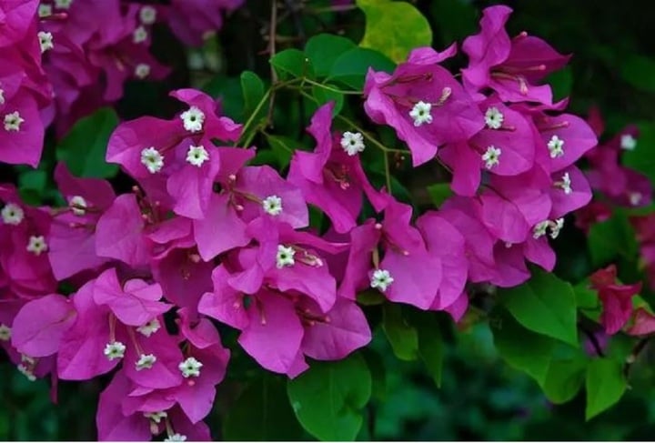 C&acirc;y hoa giấy c&oacute; quả kh&ocirc;ng?- Ảnh 3.