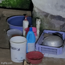 Nghe tiếng động ngoài bể nước, chủ nhà lạnh sống lưng khi phát hiện "vị khách lạ" ghé đến nhà trong đêm tối- Ảnh 1.