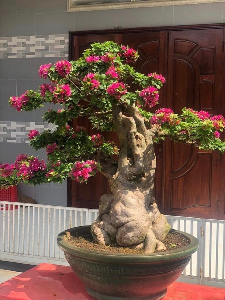 C&acirc;y hoa giấy c&oacute; quả kh&ocirc;ng?- Ảnh 5.