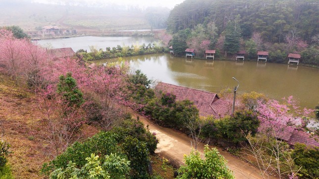 Măng Đen sẽ trở th&agrave;nh thị trấn mai anh đ&agrave;o- Ảnh 2.