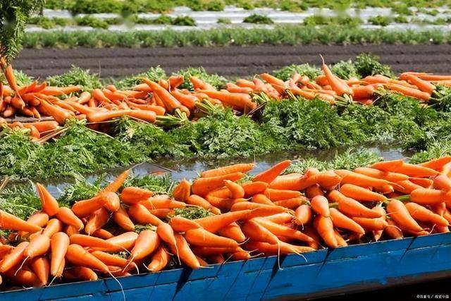 Tủ lạnh chứa nguy cơ ung thư? 4 loại rau củ kh&ocirc;ng n&ecirc;n để l&acirc;u th&ecirc;m!- Ảnh 2.