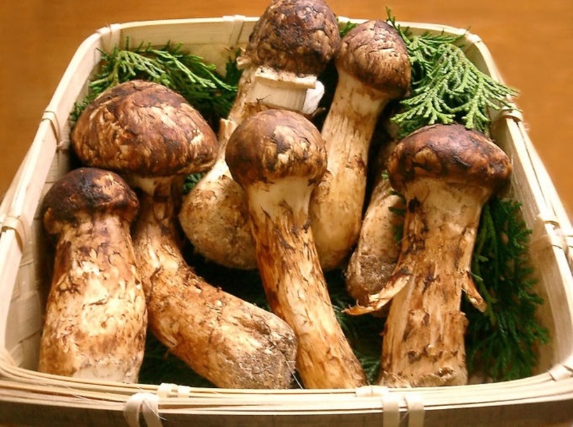 Giải mã cơn sốt nấm Matsutake - loại nấm đắt hơn vàng, giới siêu giàu lùng sục khắp thế giới- Ảnh 3.