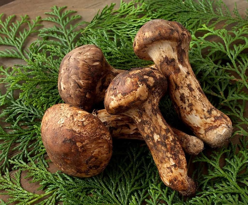 Giải mã cơn sốt nấm Matsutake - loại nấm đắt hơn vàng, giới siêu giàu lùng sục khắp thế giới- Ảnh 1.