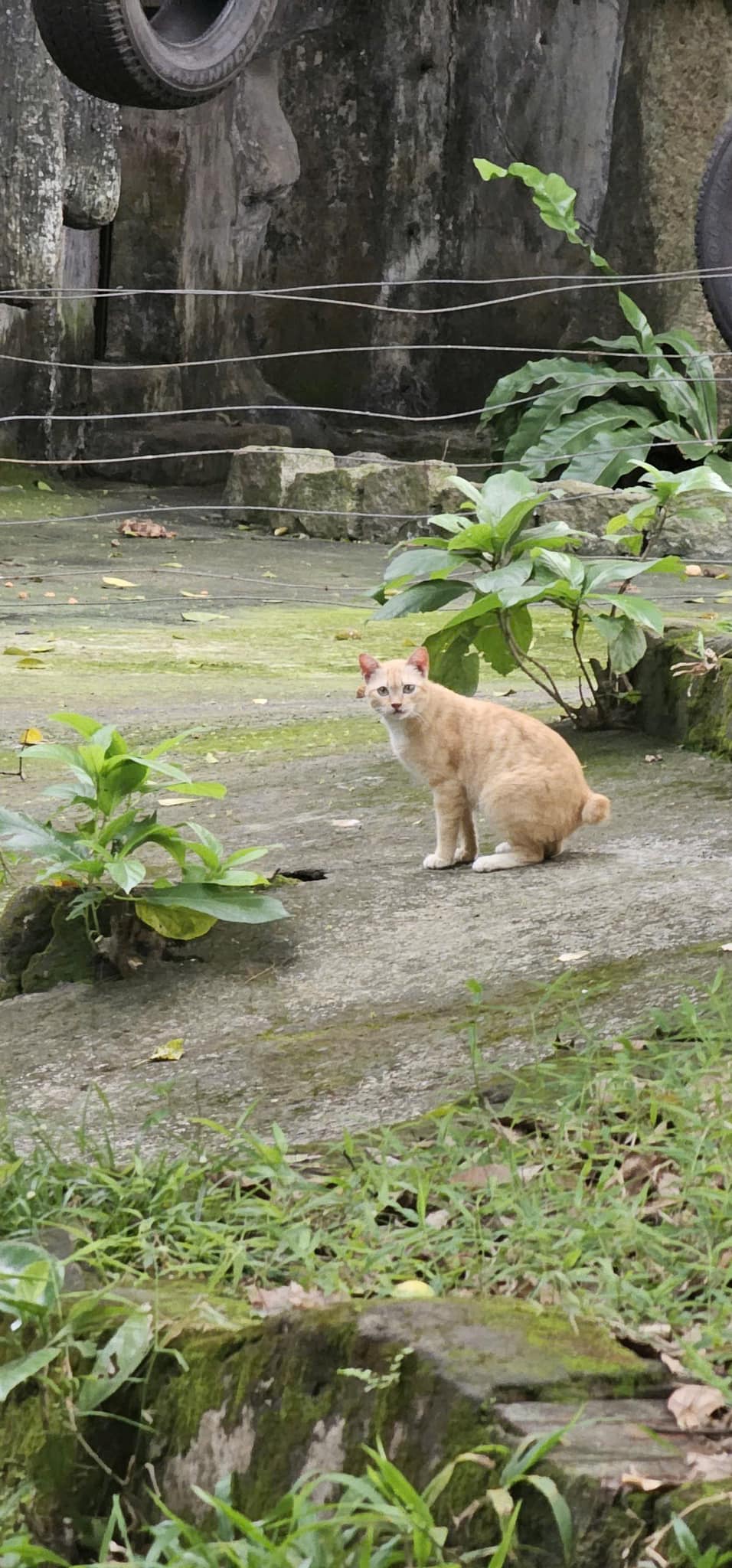 "Trưởng chuồng" tiếng tăm lừng lẫy ở Thảo Cầm Viên không ngờ lại có nguồn gốc gây bất ngờ- Ảnh 2.