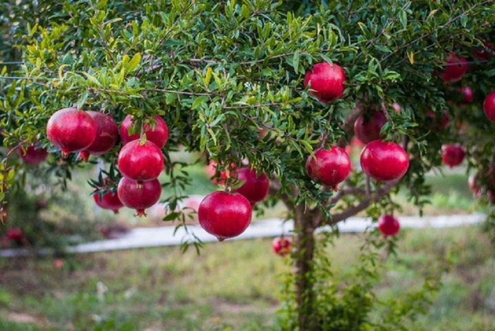 Vì sao "phía đông trồng lựu hốt vàng, phía tây trồng hồng hốt bạc"?- Ảnh 2.