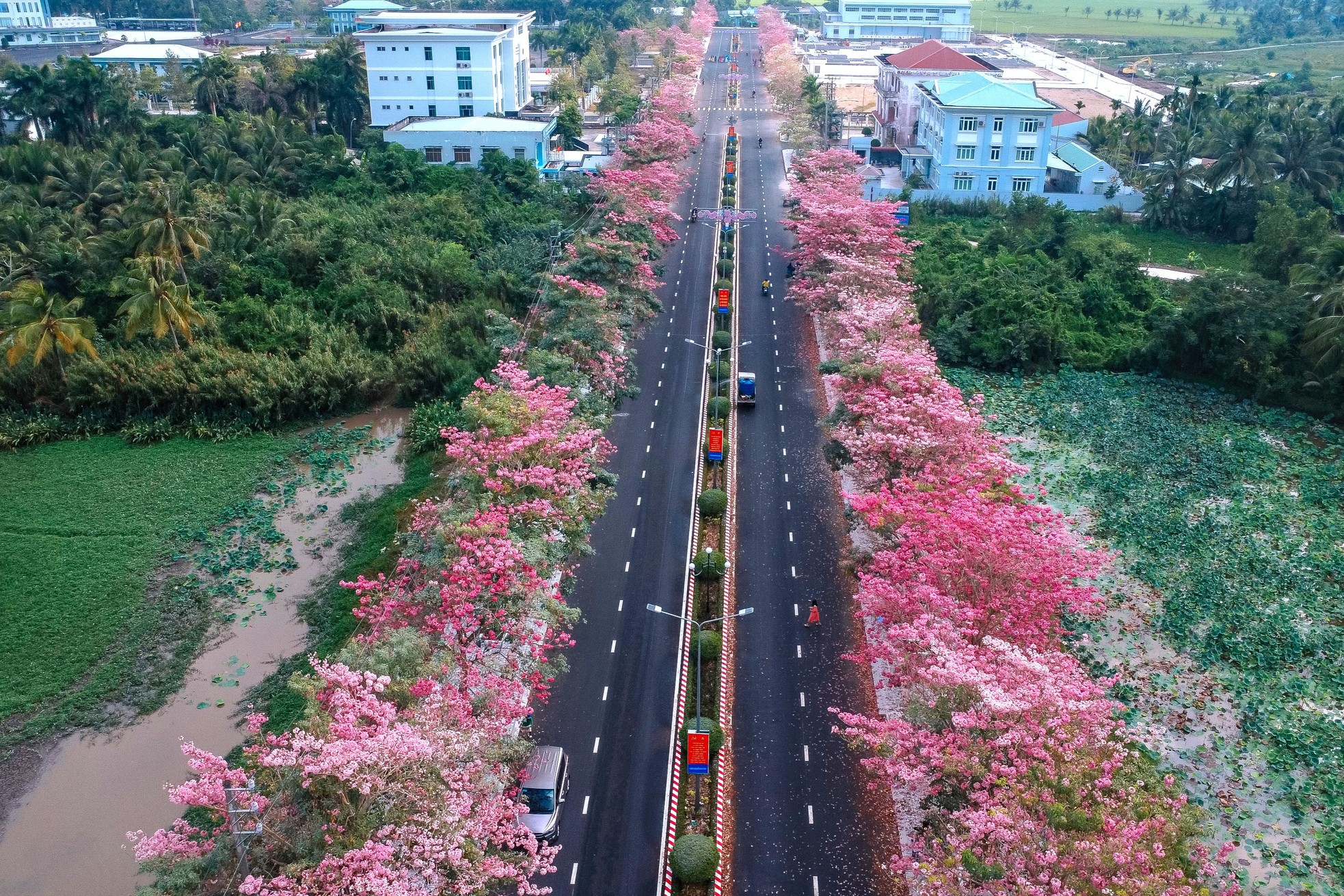 Mê mẩn đường hoa kèn hồng đẹp hơn cả trên ti vi- Ảnh 1.