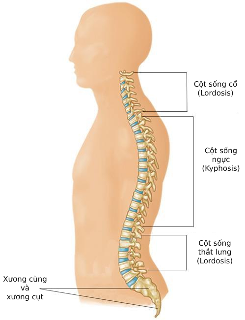 Một hành động tưởng đáng xấu hổ nhưng lại là "cứu tinh" của cột sống thắt lưng, người hay đau lưng càng phải chăm chỉ làm- Ảnh 4.