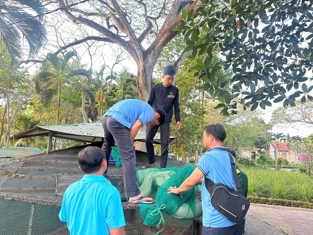 Cận cảnh trăn bạch tạng quý hiếm dài 5m, nặng hơn 90kg- Ảnh 1.