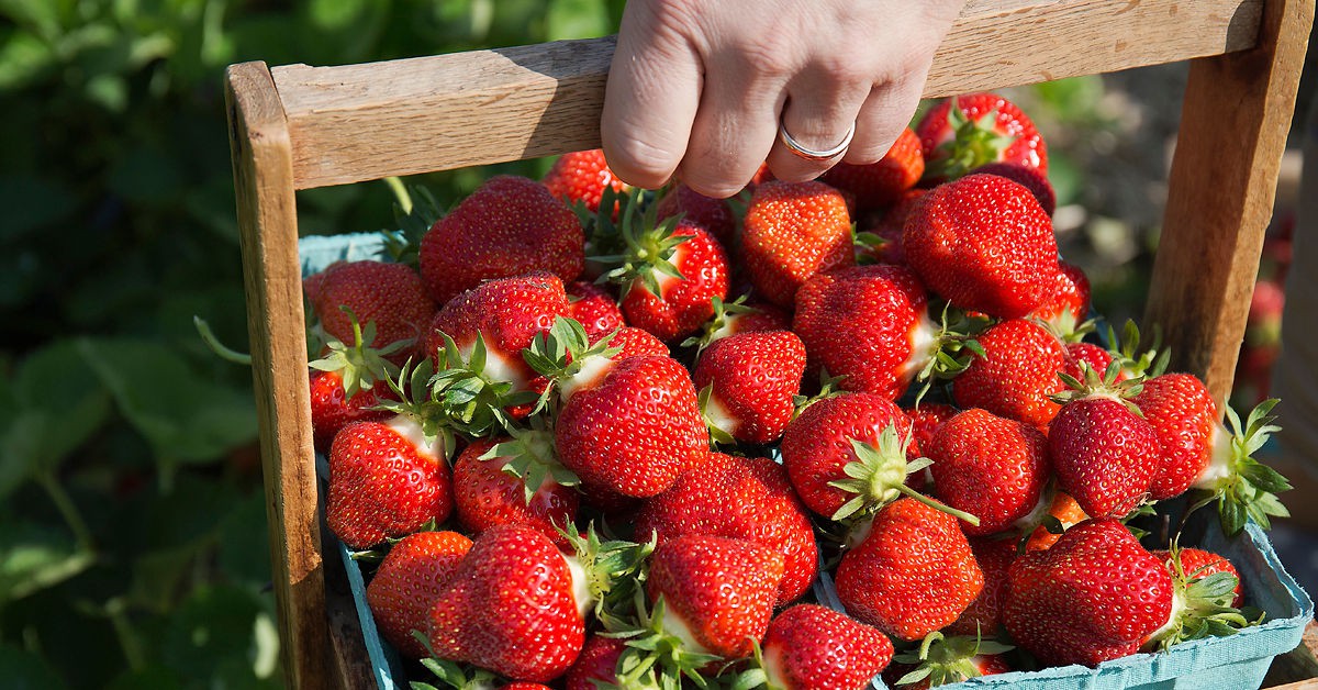 N&oacute; rất ngon n&ecirc;n t&ocirc;i đ&atilde; ăn, nếu bạn tr&ecirc;n 65 tuổi th&igrave; h&atilde;y ăn nhiều d&acirc;u t&acirc;y mỗi ng&agrave;y v&igrave; l&yacute; do n&agrave;y