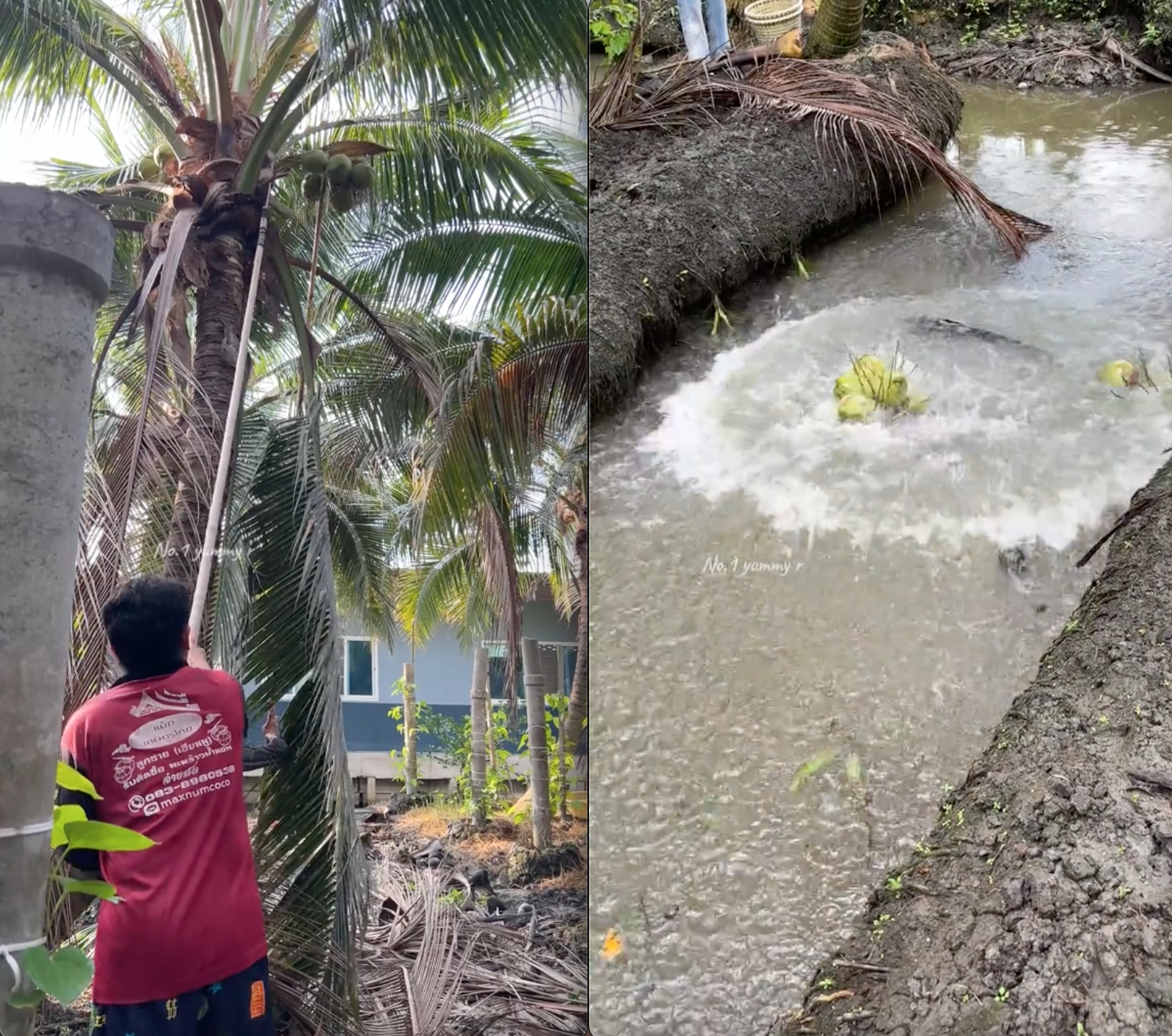 Người đàn ông tay không mang về hàng trăm quả dừa chỉ trong thời gian ngắn, netizen trầm trồ vì cách làm quá thông minh- Ảnh 3.